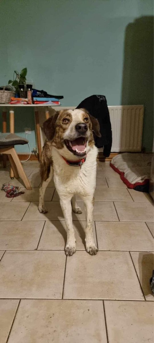 Keira is very bright, loving and wants to please but attaches strongly to one person. She is spayed, vaccinated and healthy and looking for a home of her own. Nearly 30 Kg she is lab size and is currently in foster in the #Rhyl area
#Denbighshire #Prestatyn #Rhuddlan  #StAsaph