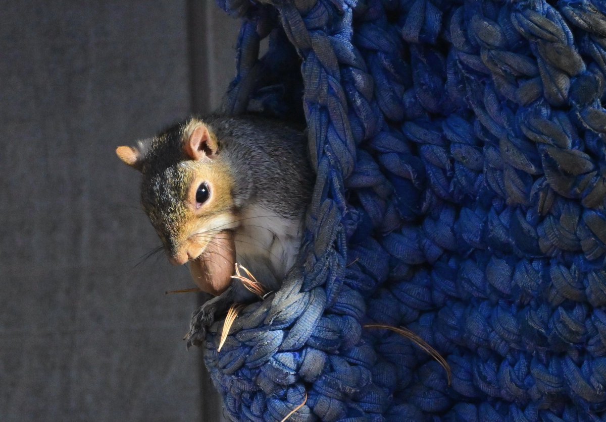 There’s no hiding this cuteness. Have a super #SquirrelSunday in the New Jersey Pinelands …

📷: Paul Leakan, Pinelands Commission Communications Officer 

#squirrel #squirrels #cute #Pinelands #newjersey