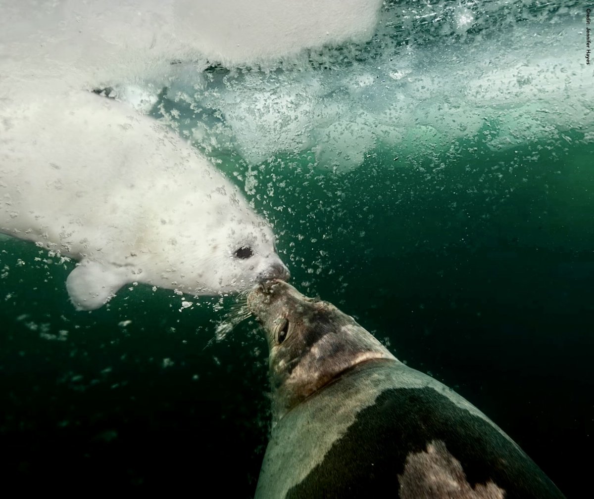#ClimateCrisis The last kiss. Gulf of St Lawrence winters are warming twice as fast as summers - bad ice years increasingly frequent. Thin ice & storms plunge fluffy harp seal pups into freezing water & thousands can die, tragedies unseen by humans in their bubbles of denial.