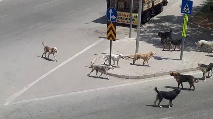 cengizaksan's tweet image. Sahiplenilmeyen, kontrol edilemeyen, barınaklara alınamayan başıboş sokak köpeklerinin uyutulması, çocuk ve insanların ölmesinden iyidir... 
Bunu yapan ülkeler de var. 
#Sokakköpekleri