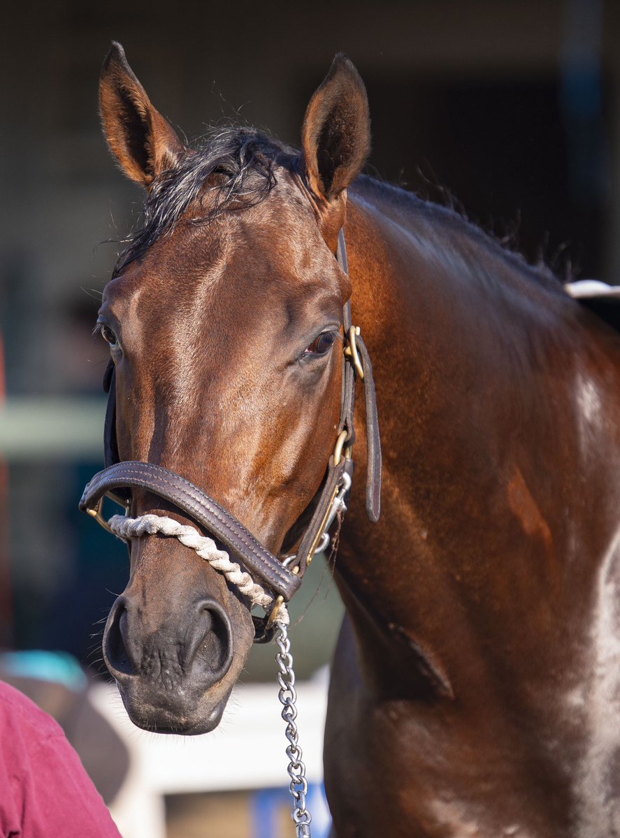 Grade 1 Hopeful champ NUTELLA FELLA (yes, he does have one of the best names in racing). He’s pointing to the G1 Woody Stephens next.