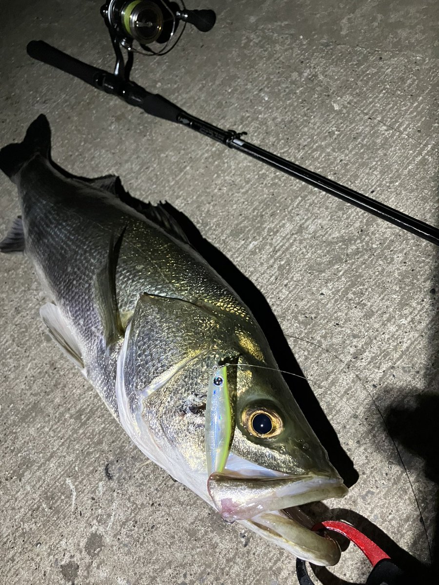 Haj1_fishing's tweet photo. 夕まずめのハクボイルに敗北
気を取り直してナイトに挑むと、ガルバ73sのドッグウォークで73cm
ワスプ80sで70cmをキャッチ
この時期に70upを2本出せたのは貴重だし、ボイルない中で反応を得られて嬉しい
#MJS872TR
#23AIRITY
#ガルバ73s
#ワスプスラローム80s https://t.co/fL7fQU619w