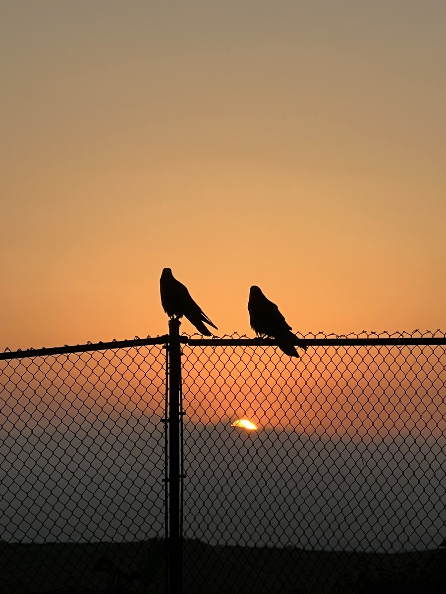 Just two old crows (three, if you count me!) watching the Sun come up. #SundayMorning #Sunrise #SunrisePhotography #Spring #Sky #SkyPhotography #May #MemorialDay #MemorialDayWeekend