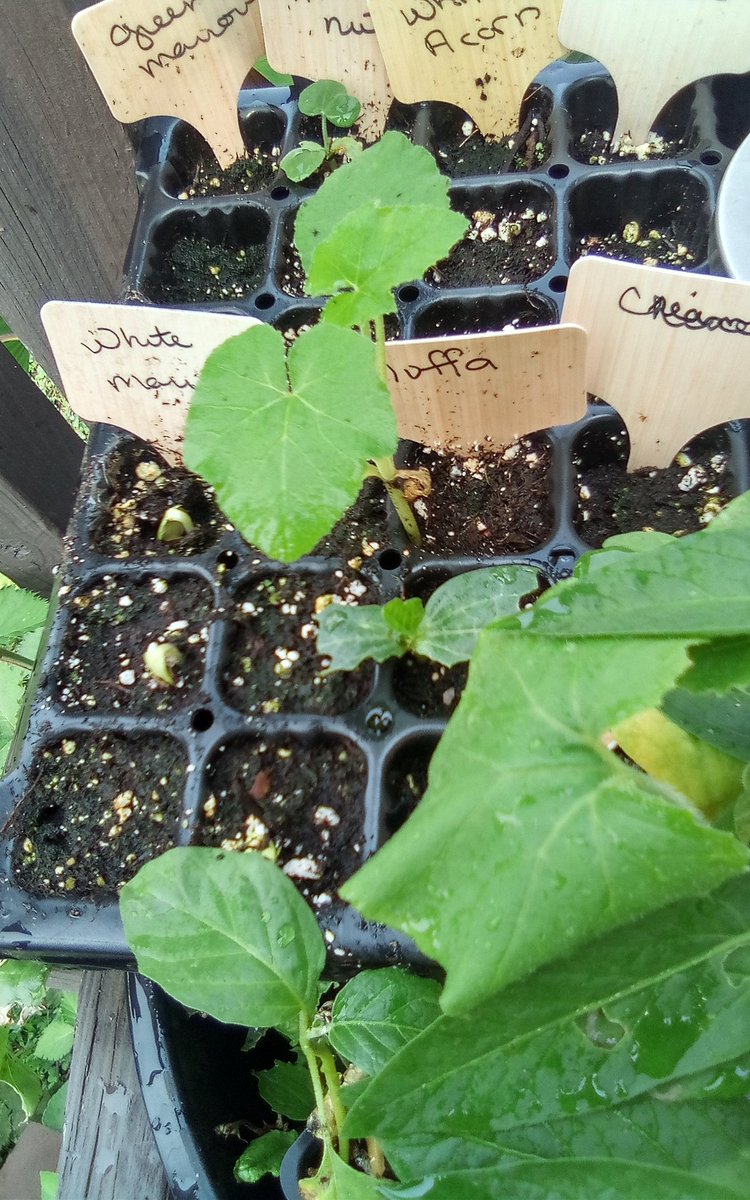 I'd like to draw your attention to the luffa sprout 🌱 in subtropics it's hard to grow zucchini and luffa when picked young 🌱 is a excellent substitute for zucchini and squash 🤗 #growingfood