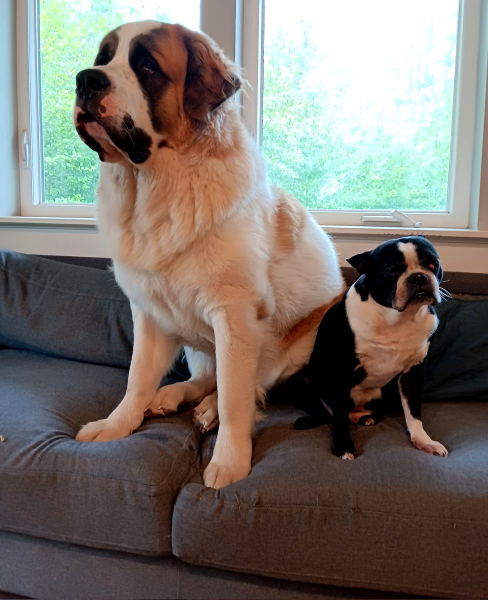 introvertedpnw's tweet image. Celebrating Gus, the greatest side-eye champion grumpus and my best shadow. He&apos;s 9 today!