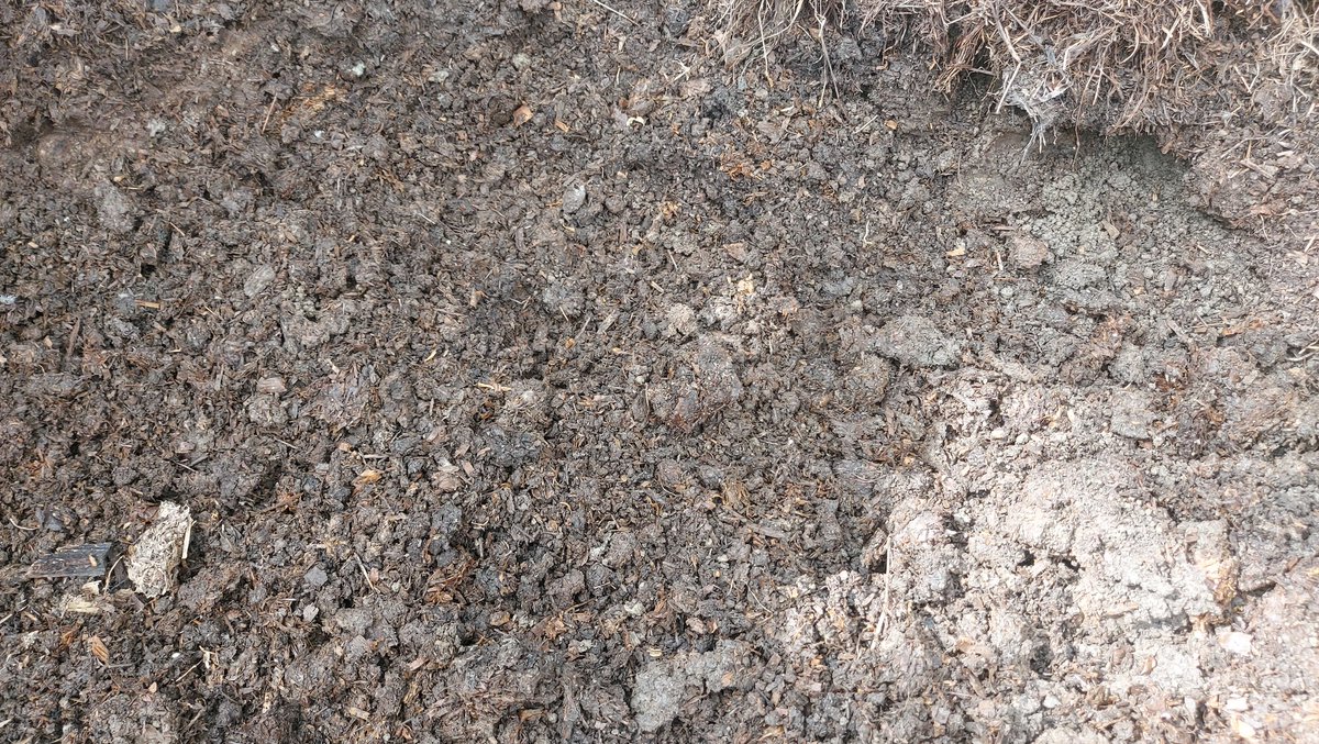 Earthing up the potatoes with some homemade compost between showers. I am trying not to buy compost in because it is expensive & potentially contains persistent aminopyralid herbicide. Poultry manure, used shavings, grass clippings & nettle tops seem to make a good mix. 🌱🥔🥔🥔