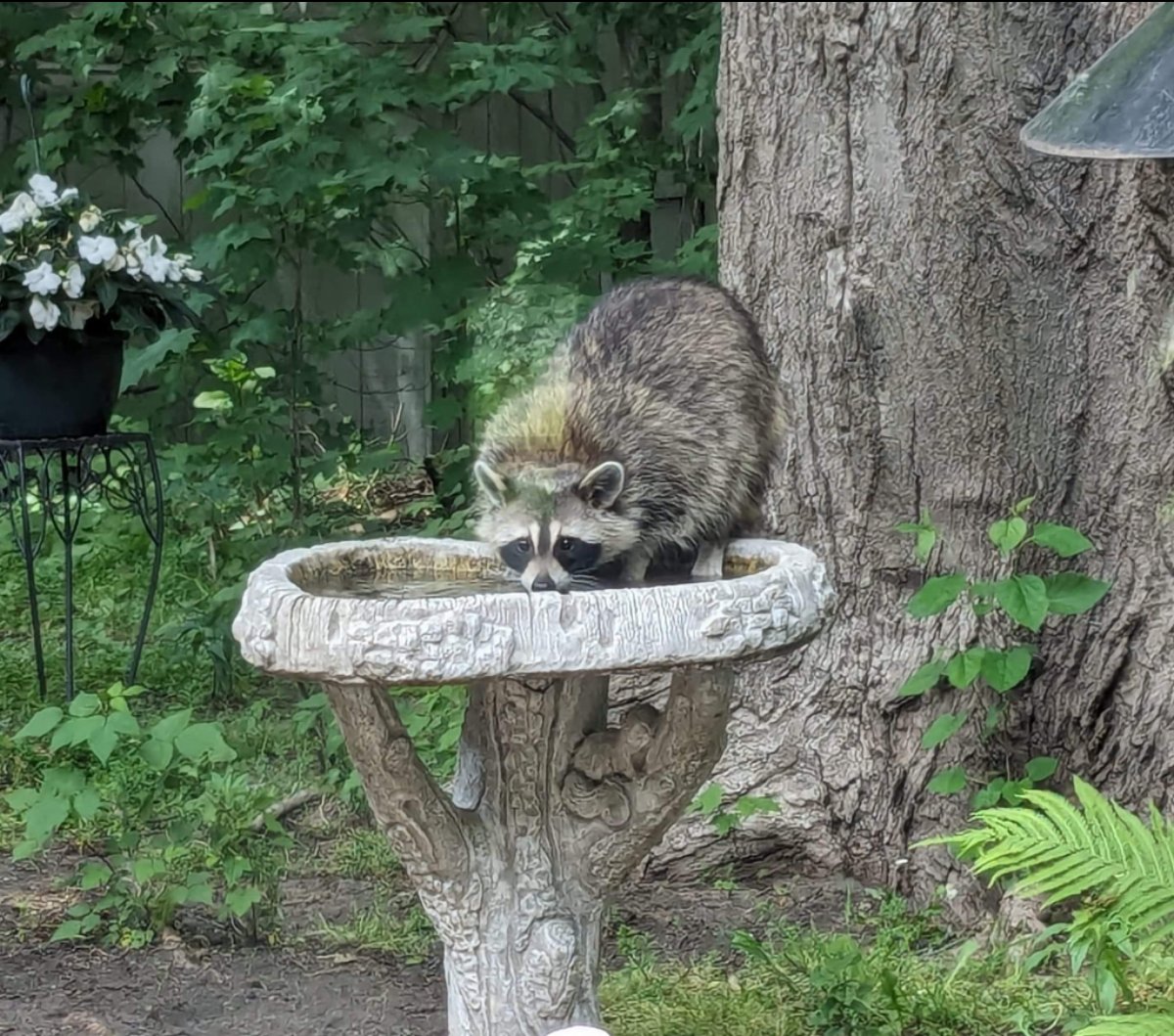 Dats Rocky! Hims mine favorite raccoon! 💖 Wuv, Eartha🐞🐞🐞 #chilltent