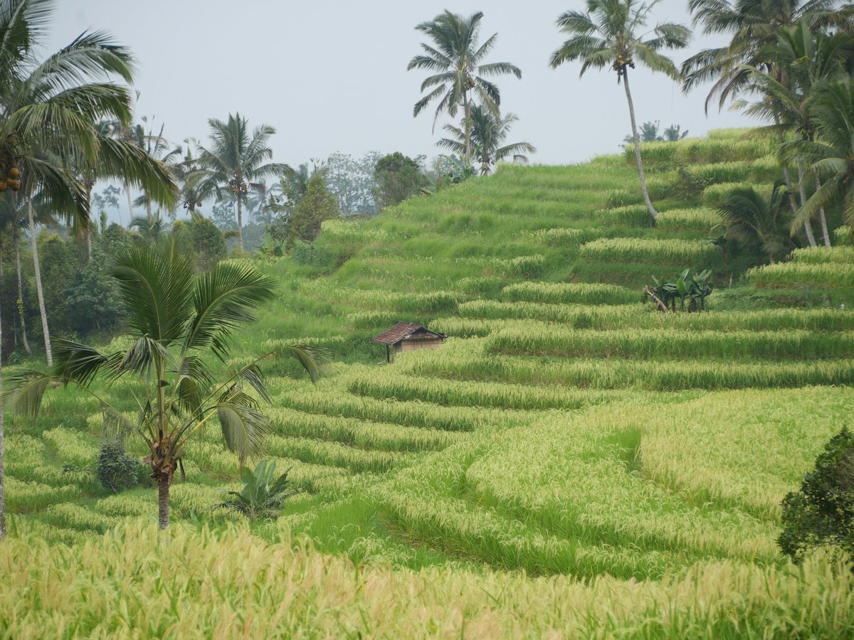 GuideRestos's tweet image. Jatiluwih Rice Terraces, patrimoine de l'humanité