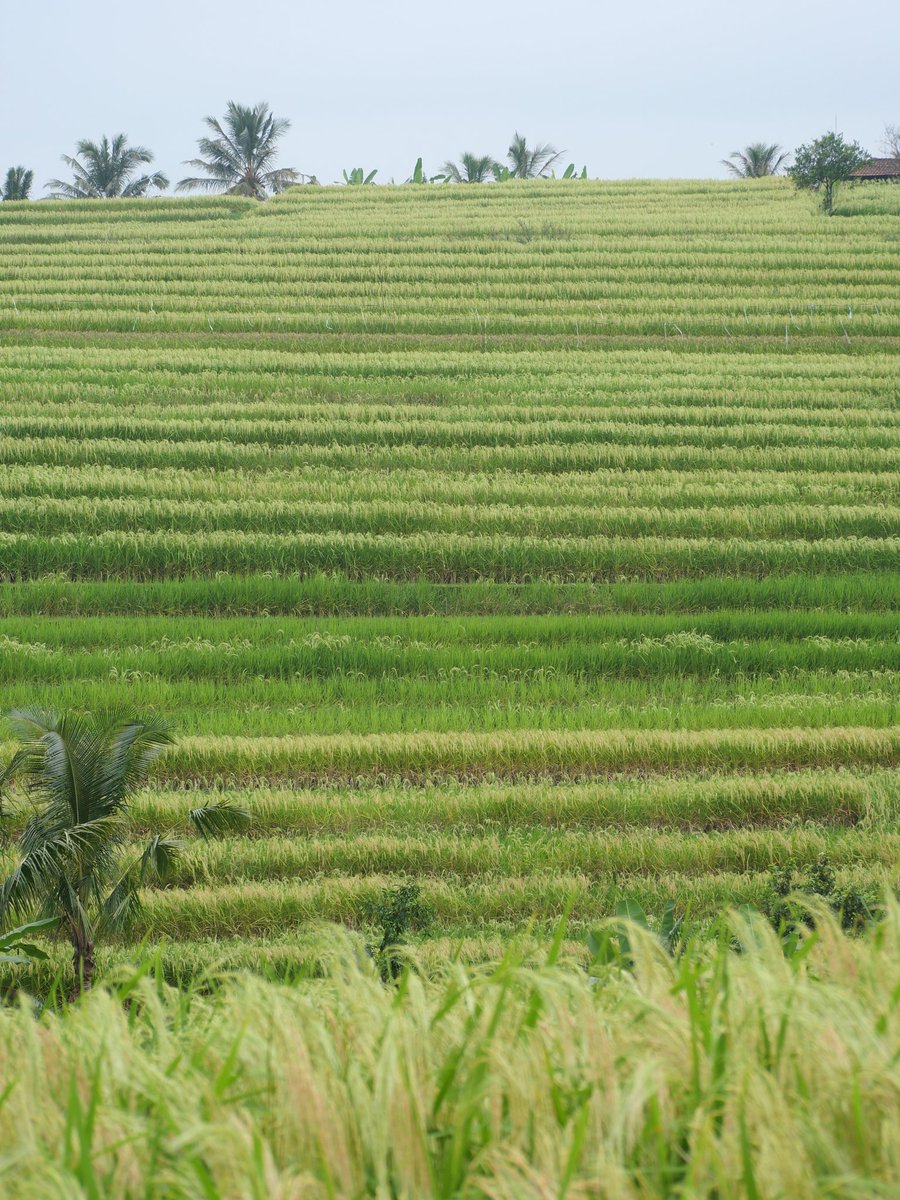 GuideRestos's tweet image. Jatiluwih Rice Terraces, patrimoine de l'humanité