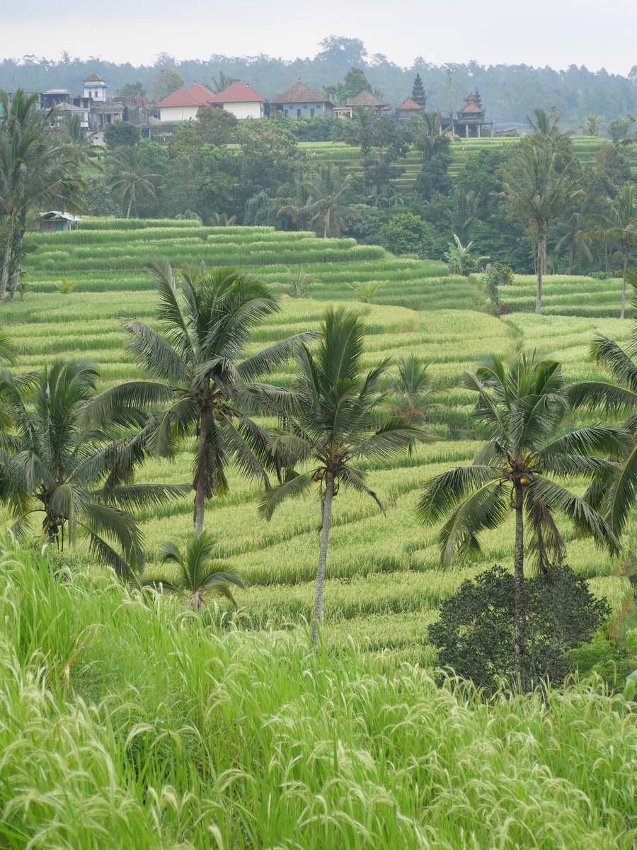 GuideRestos's tweet image. Jatiluwih Rice Terraces, patrimoine de l'humanité
