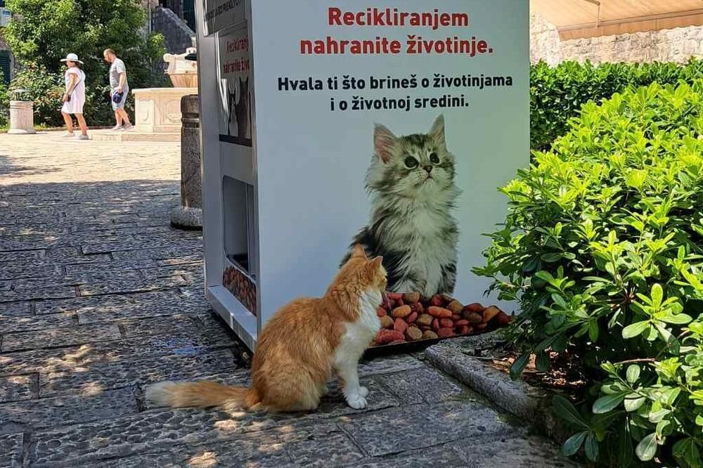 Kotor (Montenegro): ricicla la tua bottiglia in cambio di cibo per i gatti di strada. Leggi di più su buff.ly/4bOawme #gatti #kotor #riciclo #impatto #ambiente #gattari #millionaire #millionairemagazine #millionairerivista