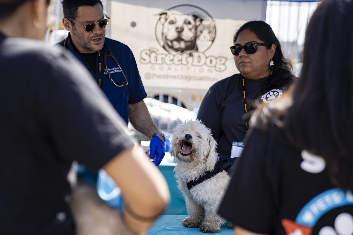thestreetdogco's tweet image. This VIP pup looks like he has a personal security detail, but those are actually just some rad volunteers making sure he stays healthy and happy. 😎✨#SundayFunday #LongWeekendVibes