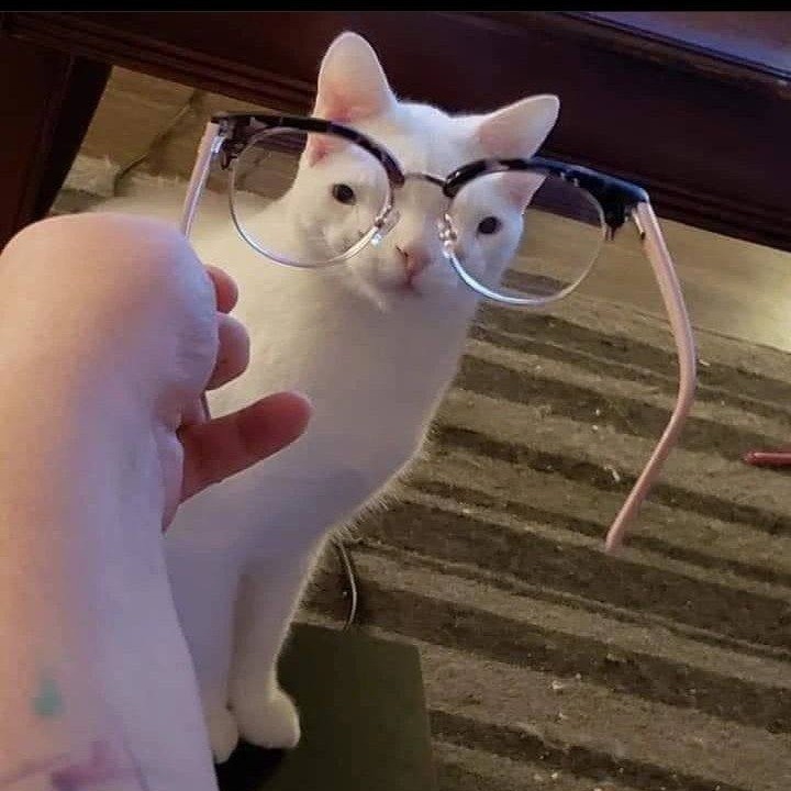 Punch Cat (@punchingcat) on Twitter photo 