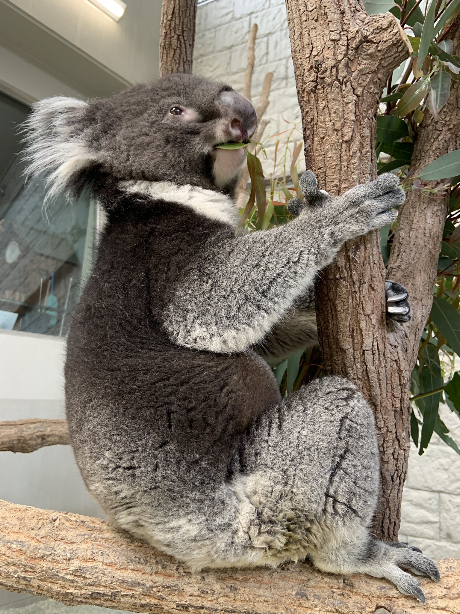 淡路ファームパーク イングランドの丘【公式】 on X