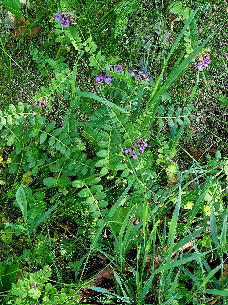 IDadzkov's tweet photo. Bush wetch. Häckvicker. Горошек заборный.
#nature #spring #flowers #BushWetch #häckvicker #WildFlowers #FlowersPhoto #SpringPhoto https://t.co/fdiJG6XI4A