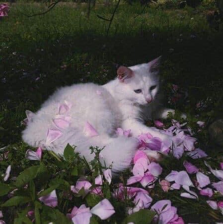 PunchingCat's tweet image. 🌸