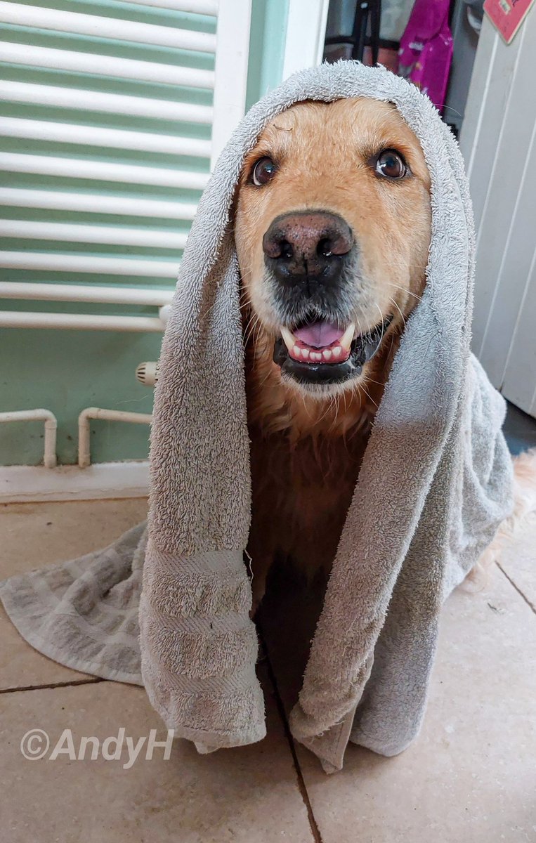 Bank Holiday #WeekendSmiles 🐕🐾🐾 'Hey Grandma, what big teeth you have..' 😄 Me & Summer got caught in a rain shower on our morning walk 🐕‍🦺 so it was out with her special towel when we got home.. #GRC #SummerTheDog