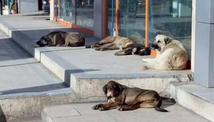 HAKİM: Öldürmeyi de hapsetmeyi de kabul etmemiz mümkün değil! ➡️tinyurl.com/3yaxasyd