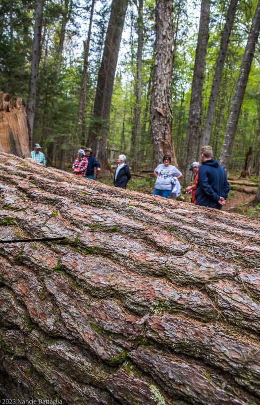 pscvic's tweet photo. We had so many people for the #BigTreefest last weekend, many first time visitors to the VIC and the #Adirondacks we hope you will all return for the #GABC next weekend. @TupperLakeNY @VisitMalone @saranaclake @LakePlacidAdk https://t.co/13qex7ET08