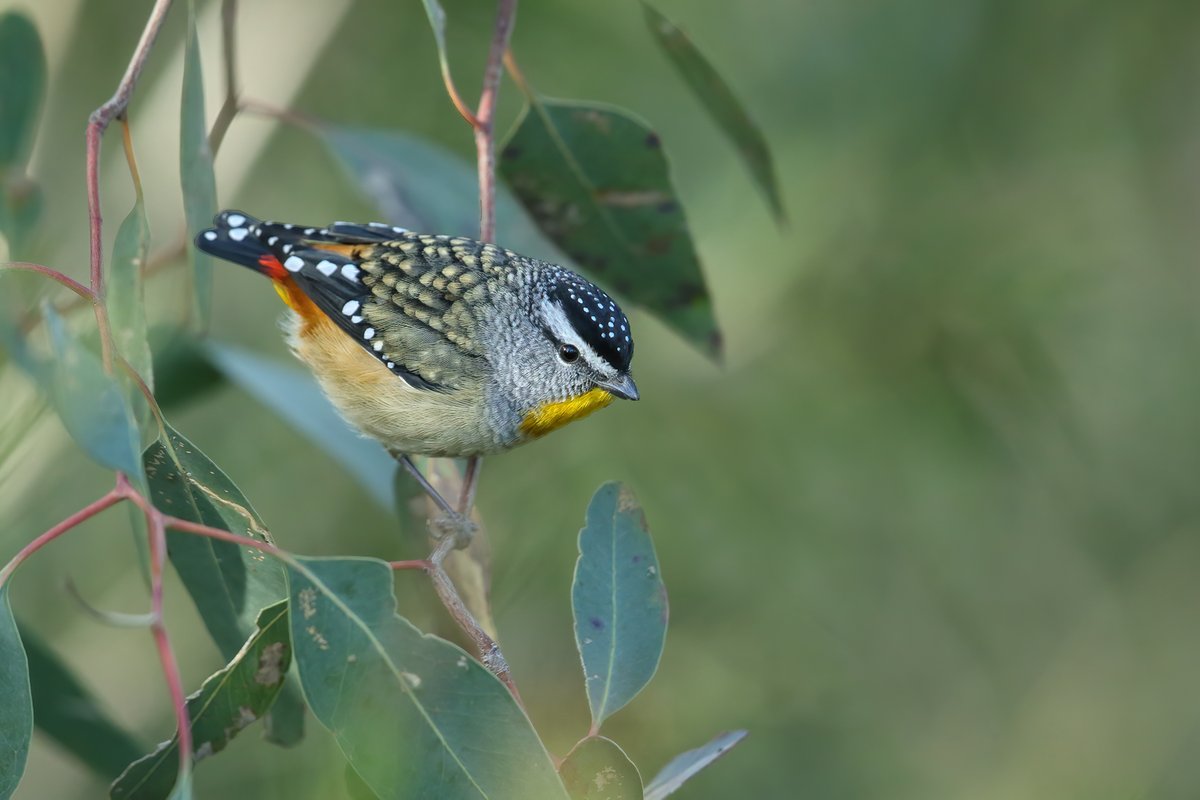 Spotted Pardalote: a little jewel of the Australian bush. (from the archives :) #birds #WildOz