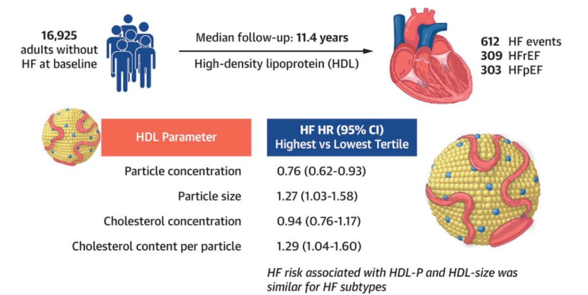 🔴Association of High-Density Lipoprotein Parameters and Risk of Heart Failure: A Multicohort Analysis 👥16,925 participants ➡️612 incident HF events (3.6%) ⏰11.4 years. 👉↗️ HDL-P was significantly associated with ↘️ HF risk 👉↗️ HDL-size was significantly associated with ↗️