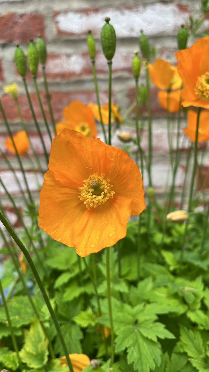 Und wieder dieser wundervolle schleswig-holsteinische orangene Mohn, der es dort am liebsten hat, wo nichts anderes mehr wachsen mag. Karg, bescheiden, fragil.