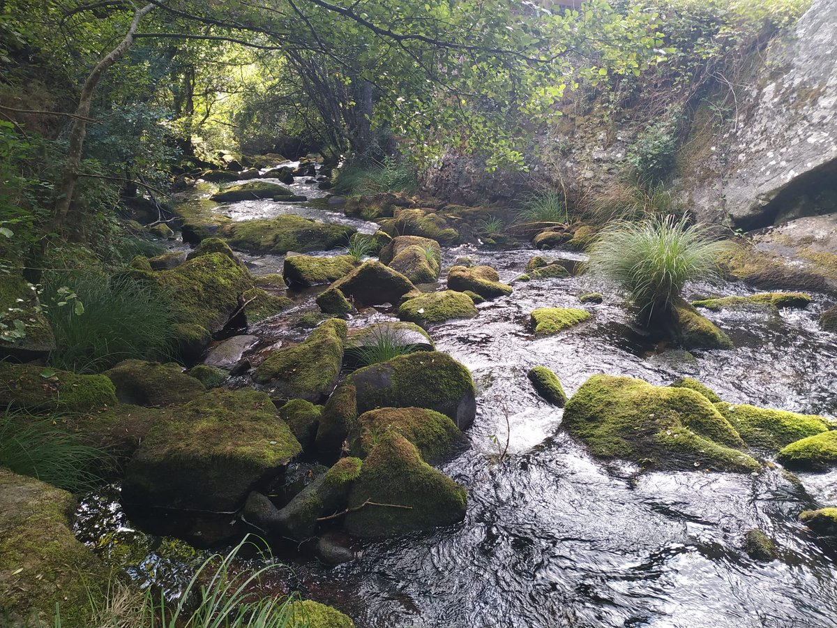 #UllaVivoCelulosaNon #AltriNon