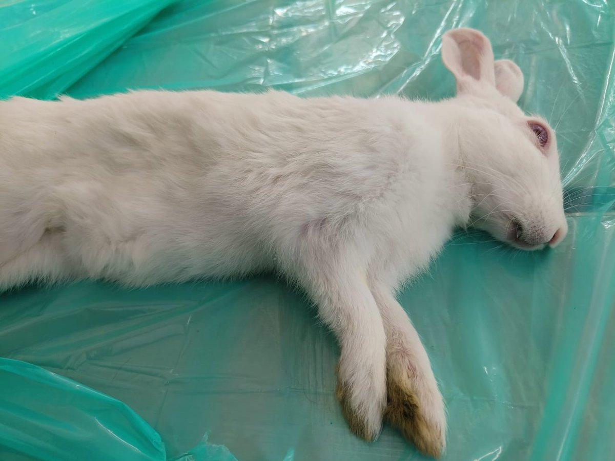 A 1 yr old male rabbit was brought to the Uttarakhand States Referral Centre (Dogs & Cats), Dehradun for neutering to prevent future pregnancy as the owner has both male and female rabbits. @BahugunaUK @pushkardhami @Dept_of_AHD @FisheriesGoI