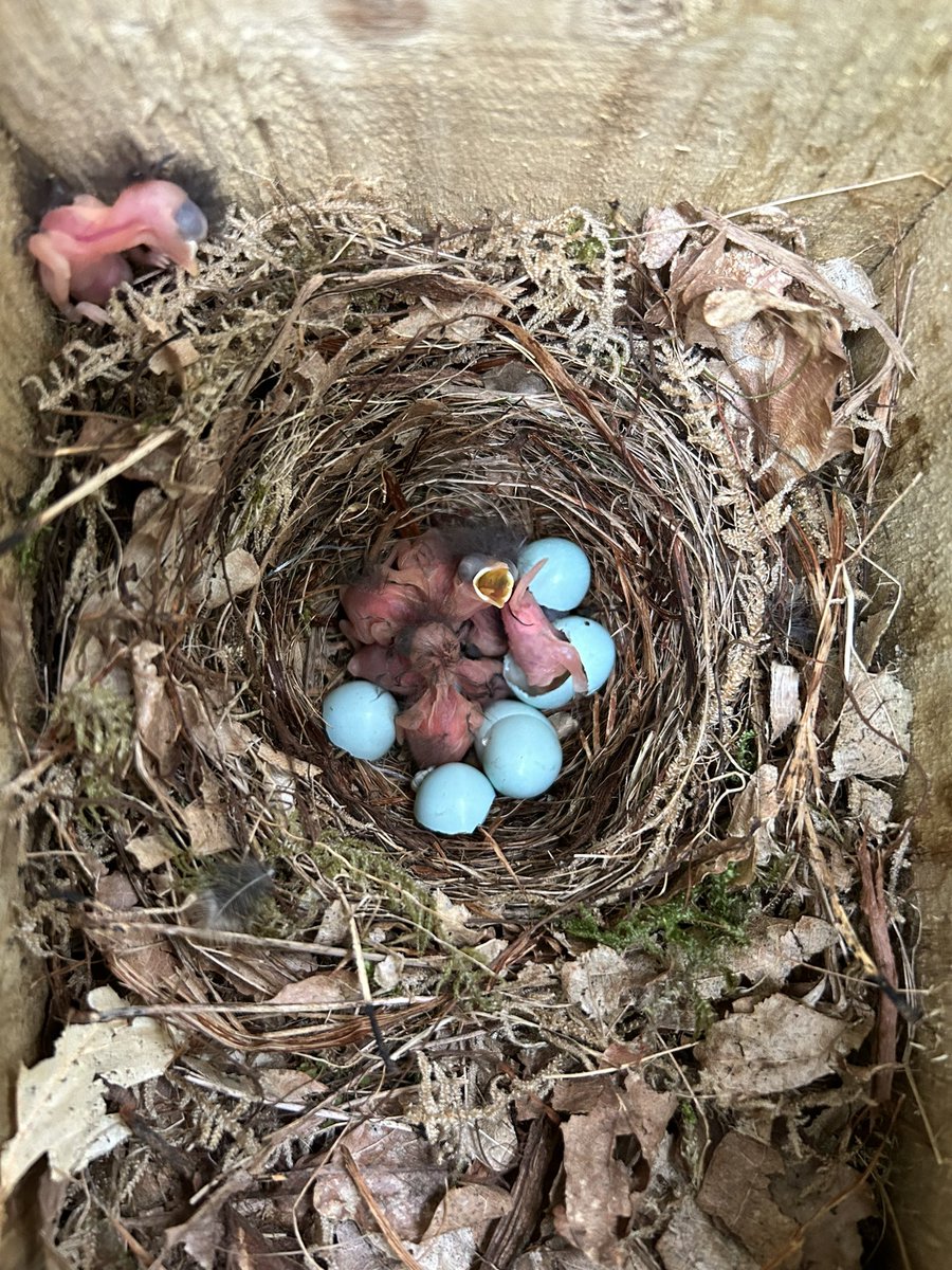 Pied Flycatcher just starting to hatch this morning here in North Yorkshire