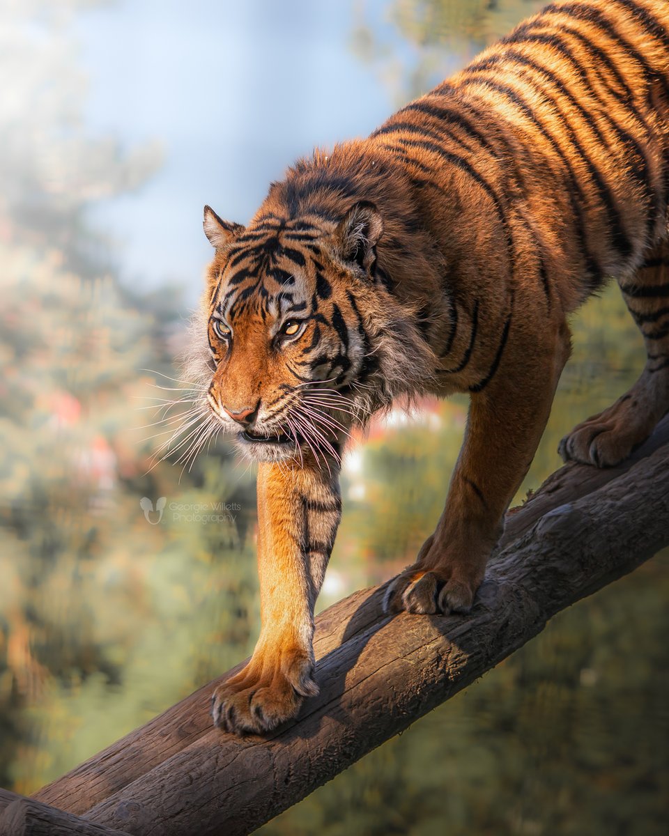 Fierce and strong the Sumatran Tiger is truly a role model for us all! 🐯 📸: Georgie Willetts #SupportingConservation #WelshMountainZoo #NationalZooOfWales #Eryri360 #NorthWales #Tiger #SumatranTiger