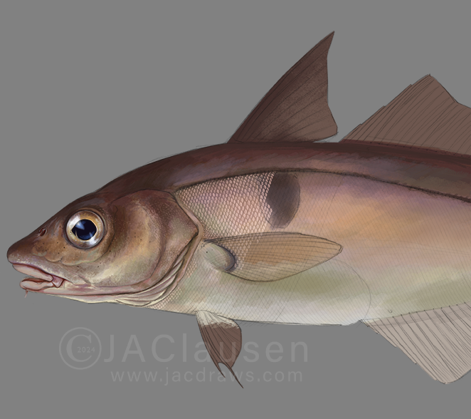 A work in progress illustration of a Haddock for today's #SundayFishSketch