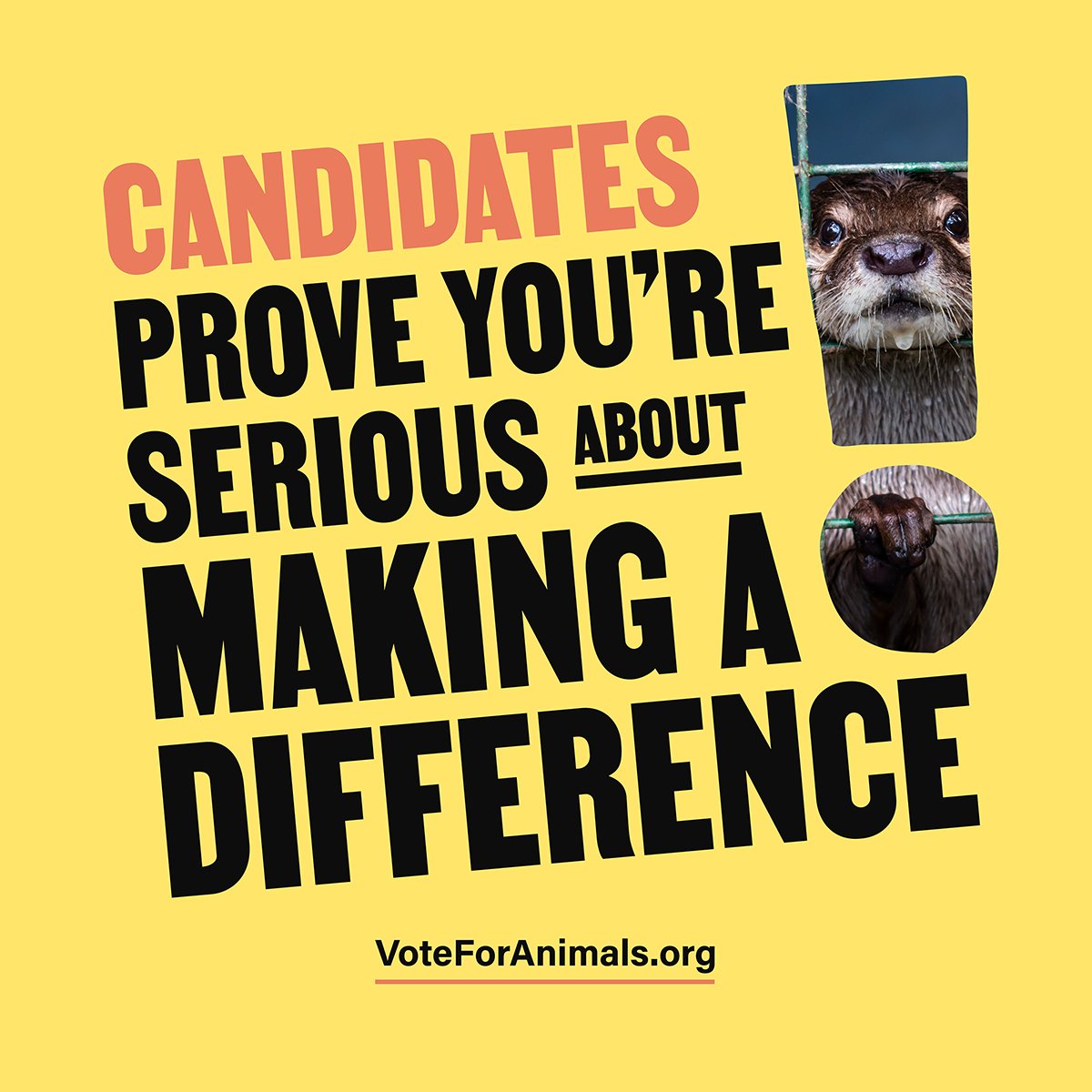 If it is true that politicians represent the interests of citizens, then animal welfare should be a priority.💪

I am calling on lead candidates who have not signed the #VoteforAnimals pledge to do so and commit to making #animalWelfare a priority: voteforanimals.org