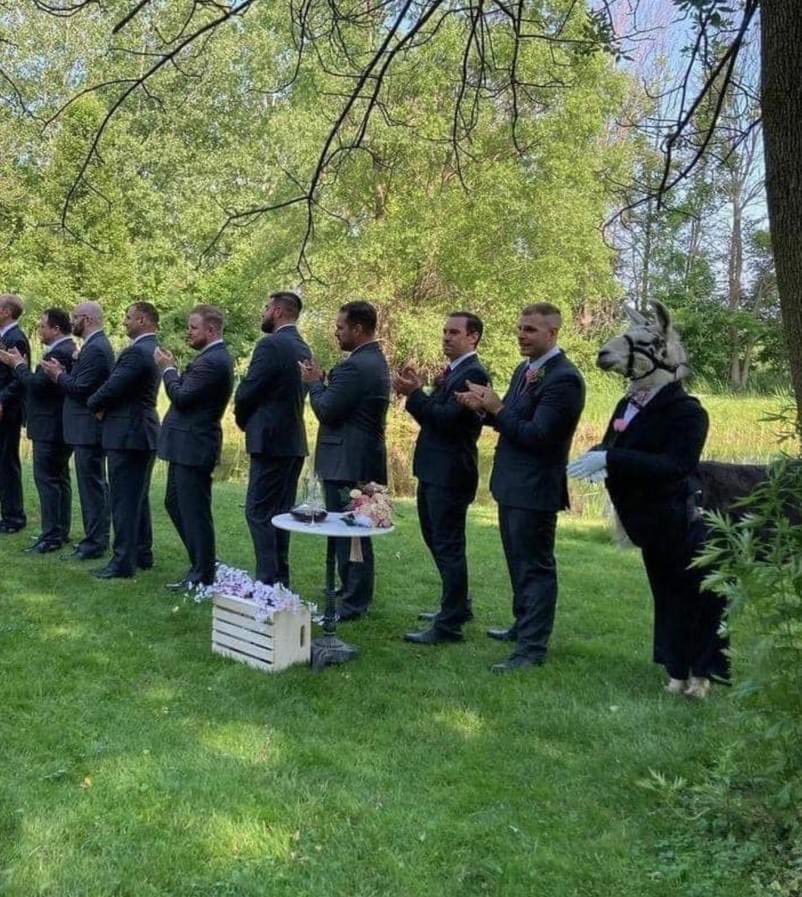 I’m crying. This couple had their pet llama as a groomsman 😭