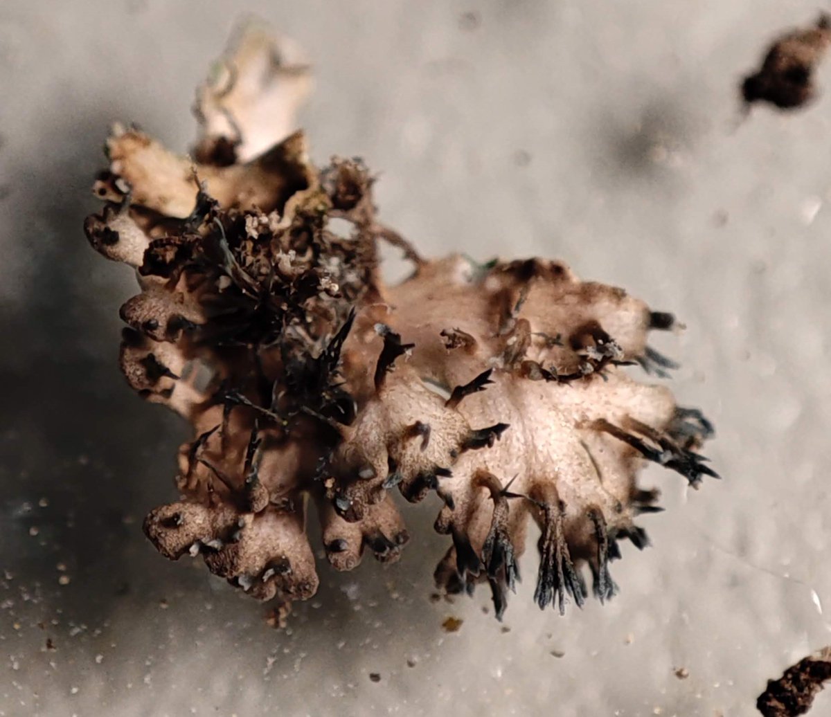 BrioLi_PPCC tweet media