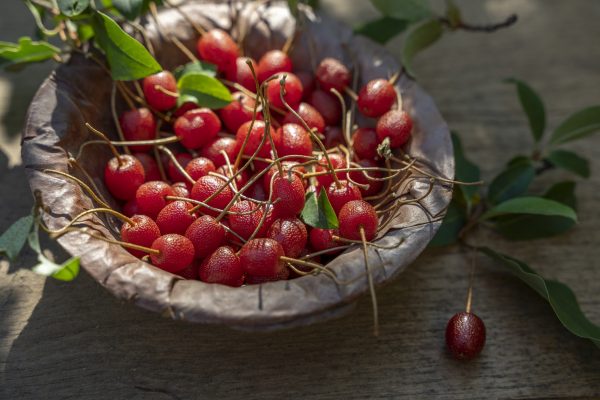 Autumn olives: The summer fruit that enriches the soil, your lunch table and your life trib.al/OIcQcXq