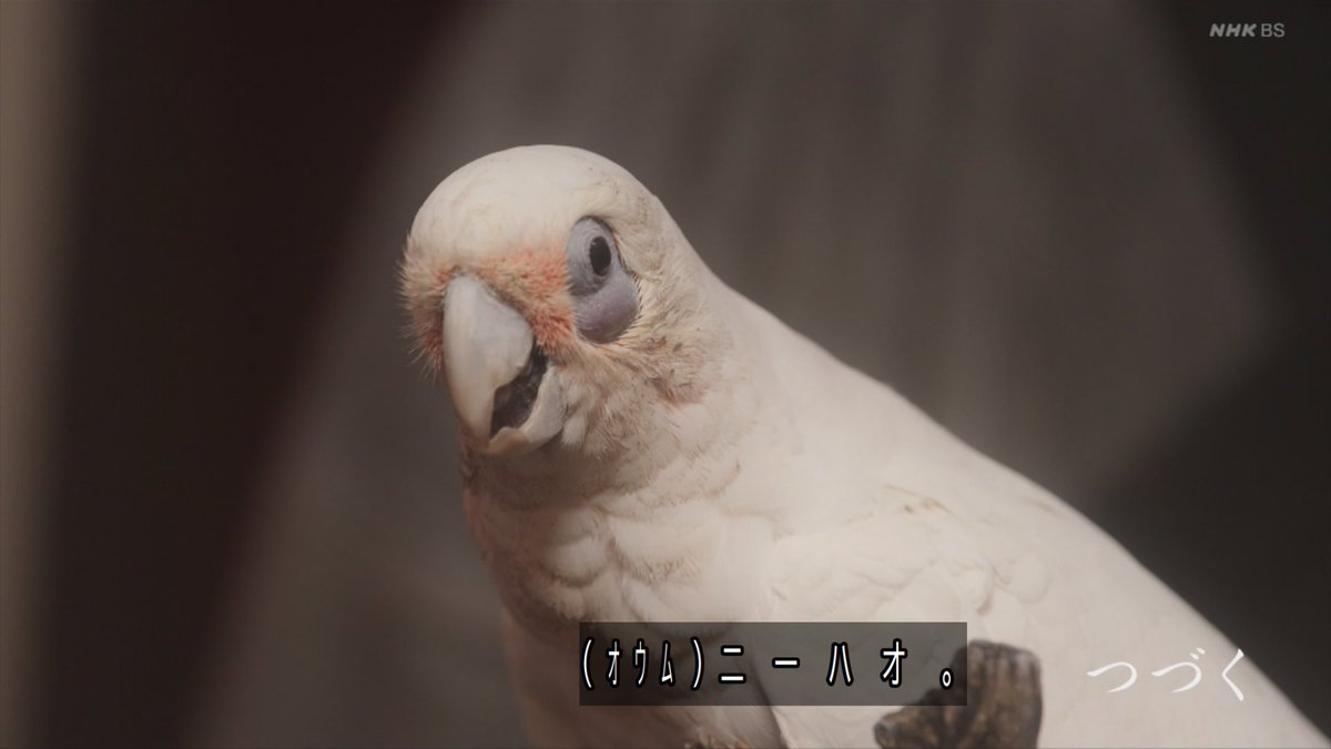 圖 種崎敦美 登上大河劇演出