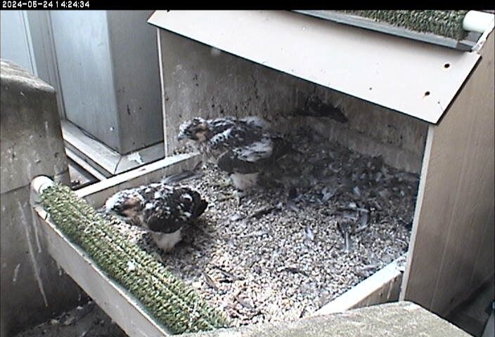 The Pitt peregrine chicks will fledge soon.  Here's the Fledge Watch schedule. birdsoutsidemywindow.org/2024/05/26/fle…