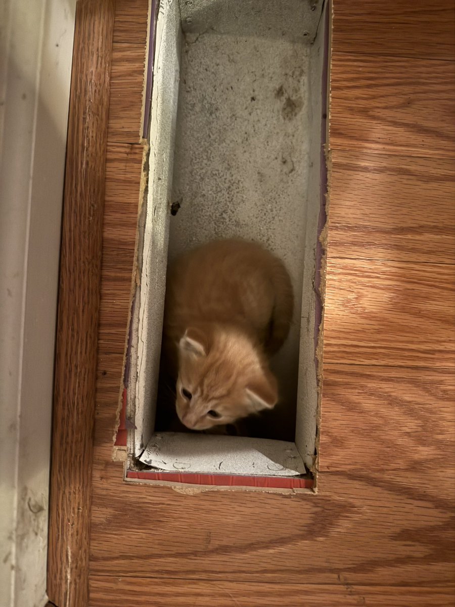 @HeyJudyH Did I show you what was scratching on a vent downstairs?? My wife said come down here quick, something is banging on the vent.. haha. Theirs at least 3, Trying to catch Mom first, then the babies and take her to get fixed. I trapped one yesterday but not the right one. 20 strays