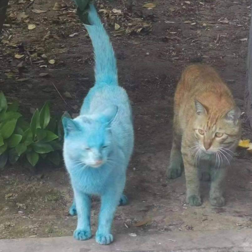 mga pusa sa daan tweet media