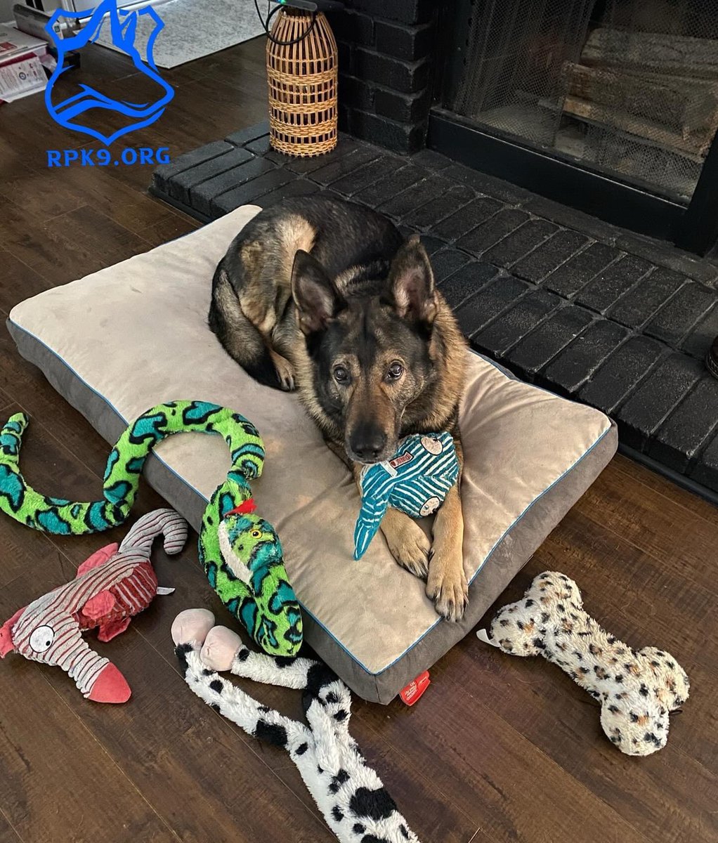 Do you love dogs ???