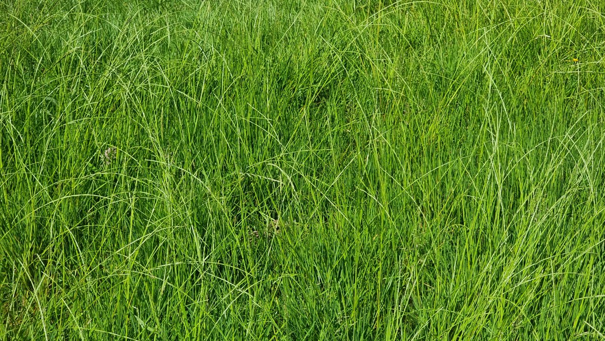 Arno Schoppenhorst (@schoppenhorsto2) on Twitter photo ❓️❔️
Gibts da außer Gras noch mehr zu sehen? Wer es errät, könnte den diesjährigen internationalen #Curlew-Pokal gewinnen 🏆 ❓️❔️
Gibts da außer Gras noch mehr zu sehen? Wer es errät, könnte den diesjährigen internationalen #Curlew-Pokal gewinnen 🏆