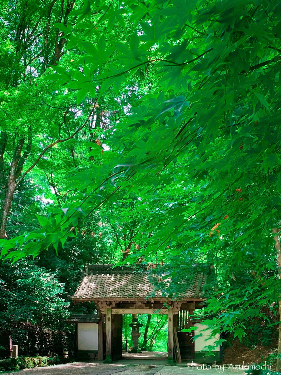 香積寺の清らかな緑