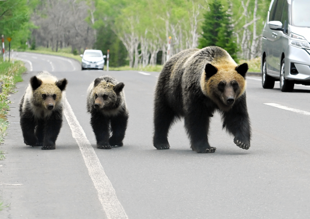 【訴え】ヒグマ駆除「米軍の特殊部隊と森の中で戦うようなもの」、北海道の猟友会が協力辞退
news.livedoor.com/article/detail…

奈井江町側から1日最大1万300円の報酬を提示された猟友会側は、報酬の少なさのほか「人員的にも難しい」と辞退。会長は「命がけでやるには、あまりに割に合わない」と訴え。