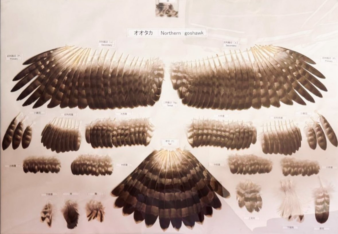 feather specimen (@Iy4SfxjToE29684) / X feather specimen (@Iy4SfxjToE29684) / X
