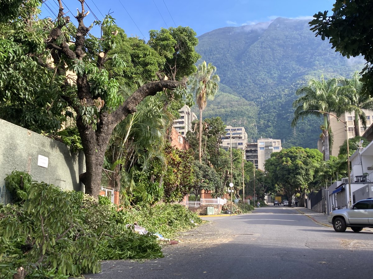 PlantadosCCS's tweet image. Hoy, #26Mayo #DiaDelArbol llamamos la atención sobre lo que sigue siendo clarísima tendencia en  Caracas (y otras ciudades venezolanas): el maltrato hacia los árboles y su caprichosa eliminación.

Presentaremos 5 árboles de gran porte, amenazados. Uno por cada municipio 🧵🌳