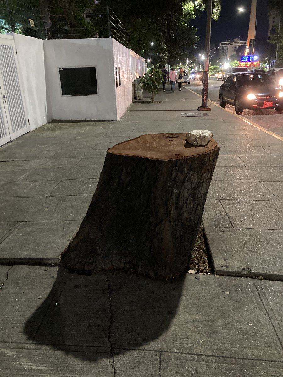 PlantadosCCS's tweet image. Hoy, #26Mayo #DiaDelArbol llamamos la atención sobre lo que sigue siendo clarísima tendencia en  Caracas (y otras ciudades venezolanas): el maltrato hacia los árboles y su caprichosa eliminación.

Presentaremos 5 árboles de gran porte, amenazados. Uno por cada municipio 🧵🌳