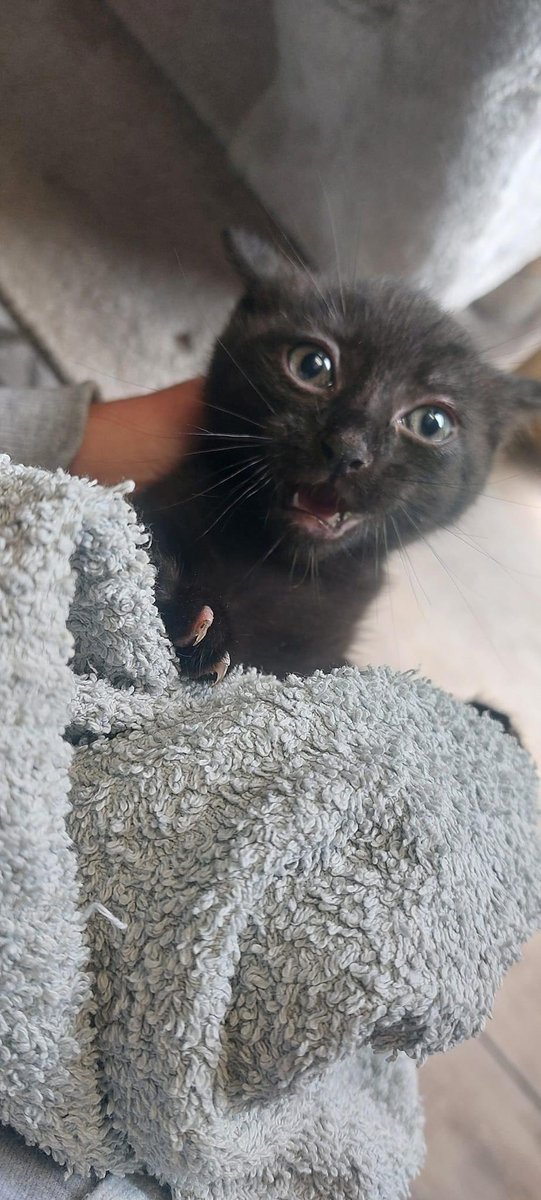 Ladodue's tweet photo. Miochon un jour miochon toujours 😁
Encore 1 belle brochette sauvée ce week-end par #everycat
Si vous voulez être famille d'accueil ou parrain ou marraine rdv sur https://t.co/TFNSpwSbwv https://t.co/2EezQnwJsi