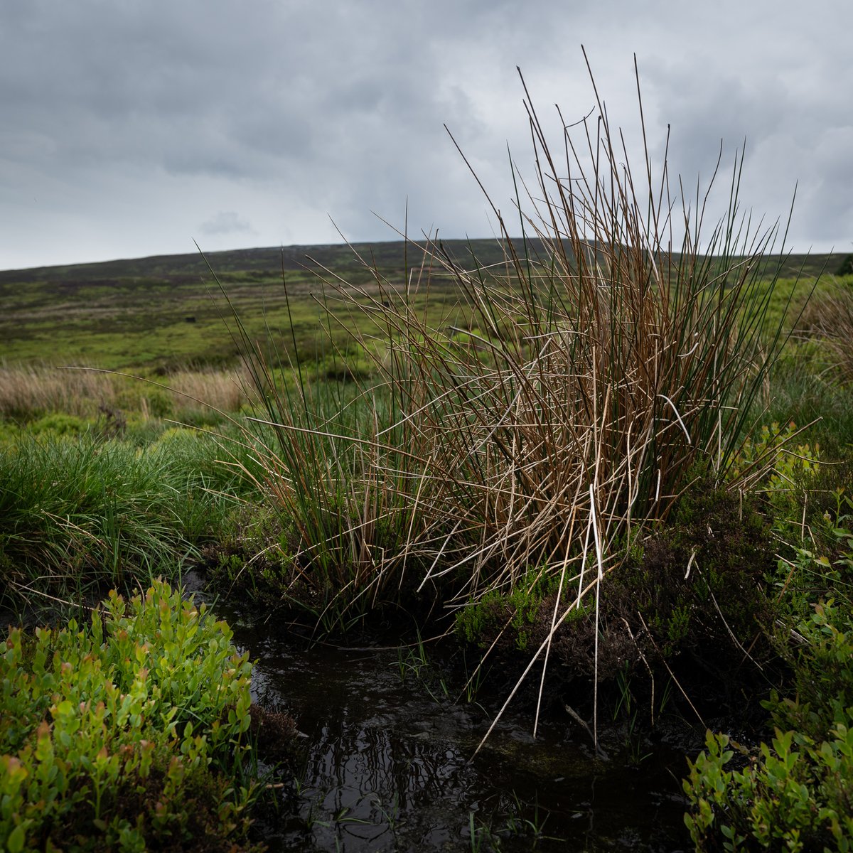 basculeteller's tweet photo. Langsett and Mickleden Edge in colour
#photography #landscape #Yorkshire #Penistone #PeakDistrict #7km #Flâneur #psychogeography #DarkFairytale #RuralMarginalia #SonyFE1635PZf4 https://t.co/QsUUuuxT4k