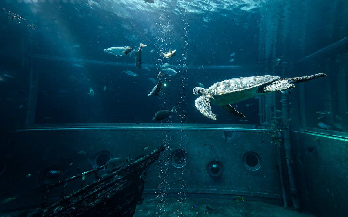 tsukarium's tweet photo. 箱根の山の上にある水族館 https://t.co/fAumYcNtoh