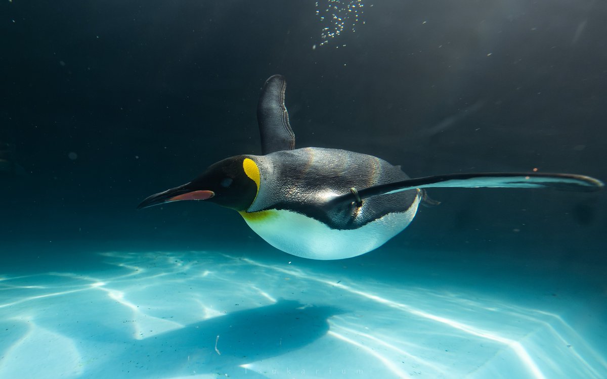 tsukarium's tweet photo. 箱根の山の上にある水族館 https://t.co/fAumYcNtoh